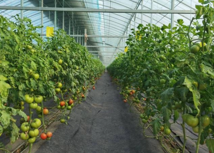 陽台種蕃茄方法