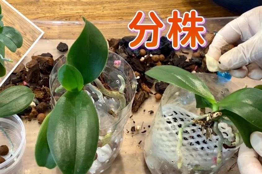 蝴蝶蘭分株時機