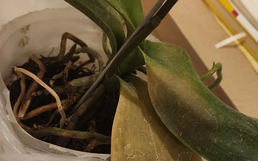 蝴蝶蘭枯萎原因