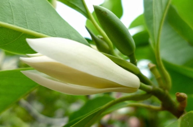 白蘭花保鮮技巧