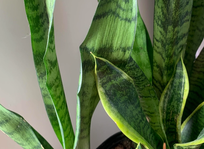 虎尾蘭葉子皺皺原因