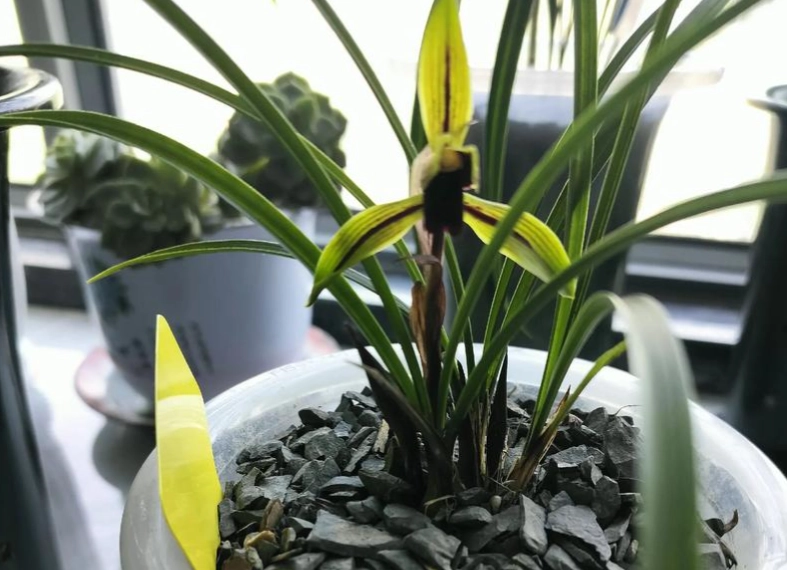 蘭花每年開花方法