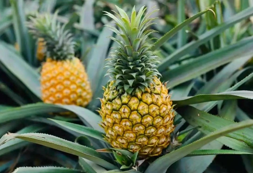 菠蘿栽培技巧