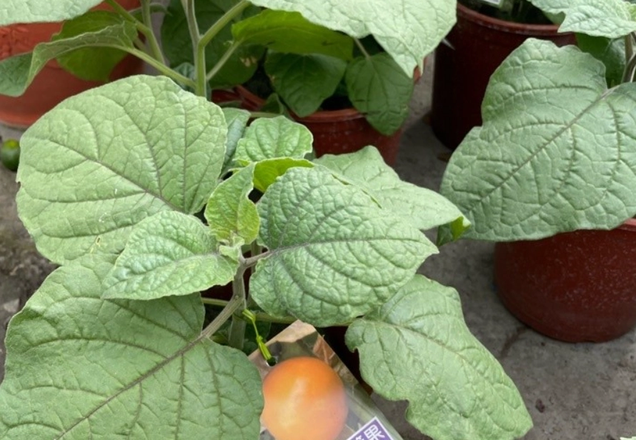 燈籠果種植方法