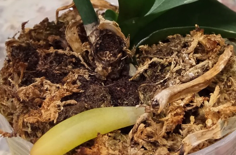 蝴蝶蘭枯萎原因