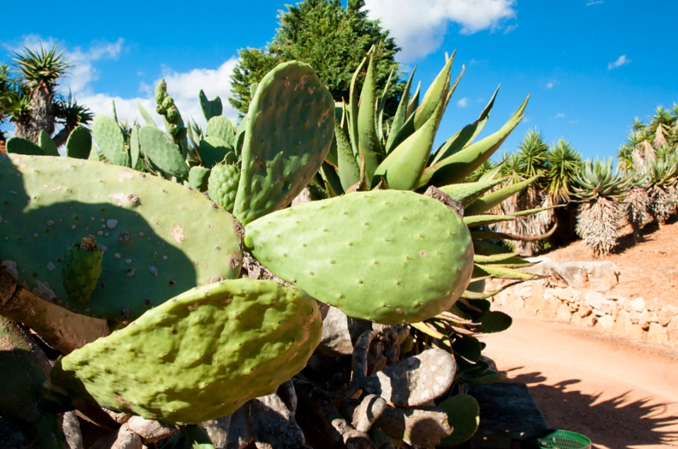 仙人掌種植優點
