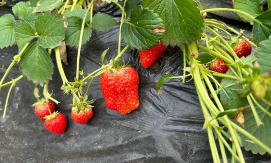 大湖草莓園比較