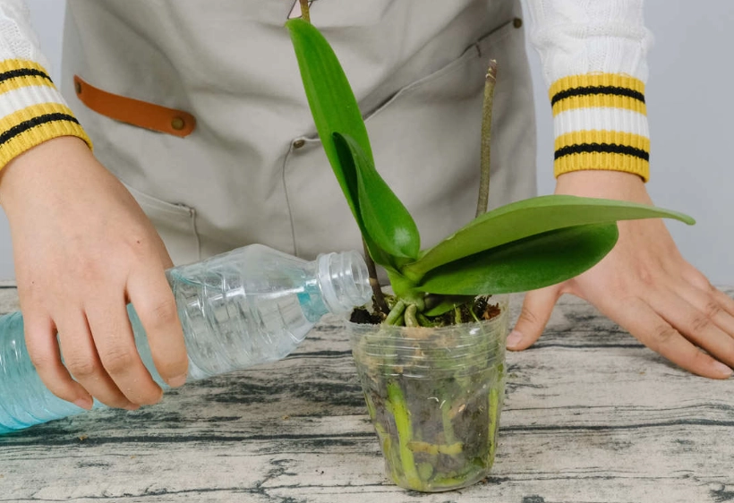 蝴蝶兰浇水频率