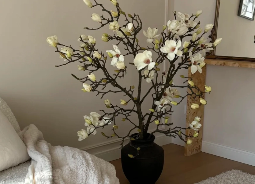 玉蘭花盆栽養護 玉蘭花盆栽養護