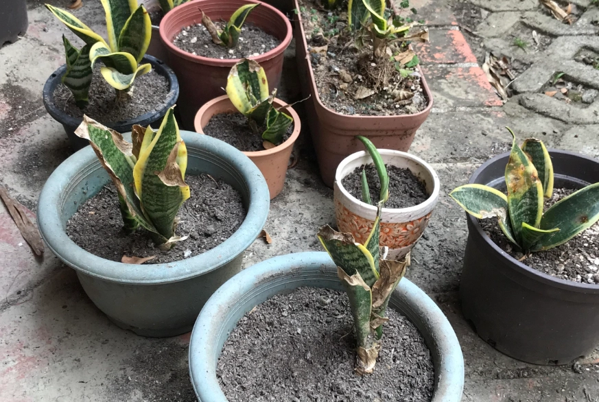 虎尾蘭介質配方