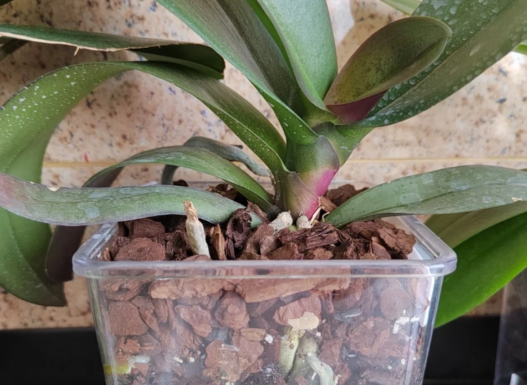 樹皮種植蝴蝶蘭