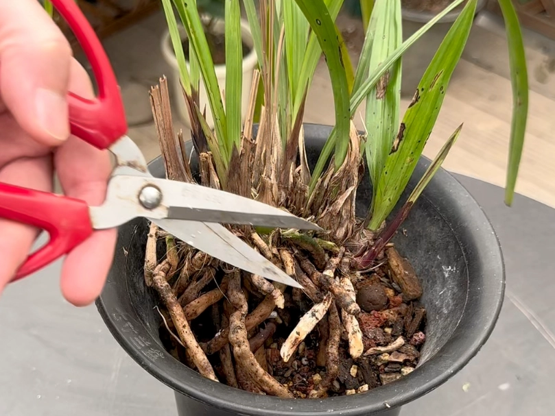 蘭花根部修剪技巧