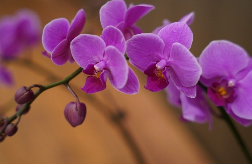 蘭花貓中毒症狀