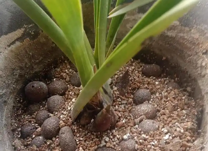 蘭花土壤配方 蘭花土壤配方