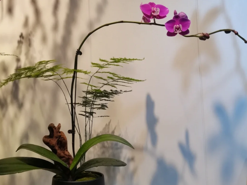 蘭花室內養護 蘭花室內養護