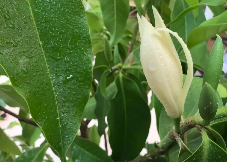 白蘭花 對貓 危害 白蘭花 對貓 危害