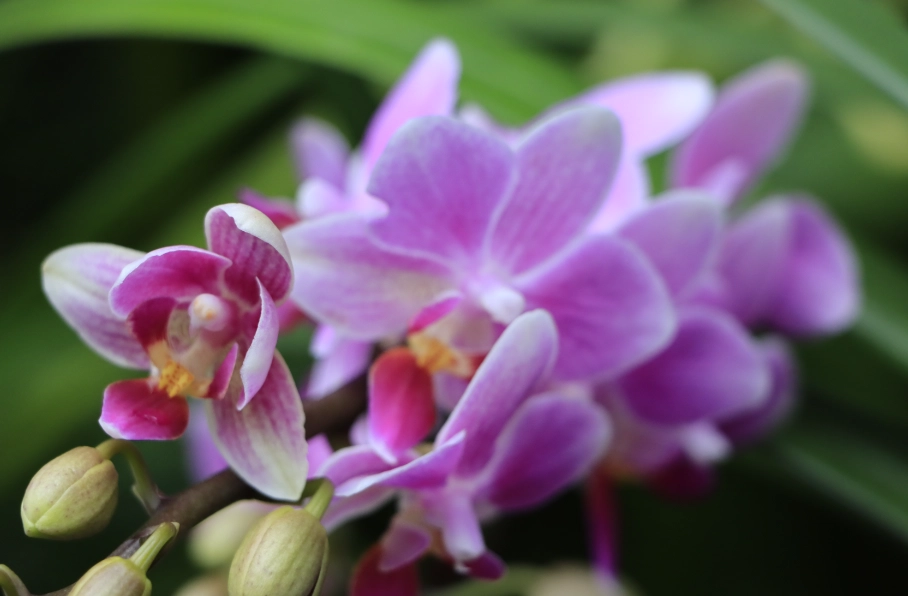 蘭花開花後處理