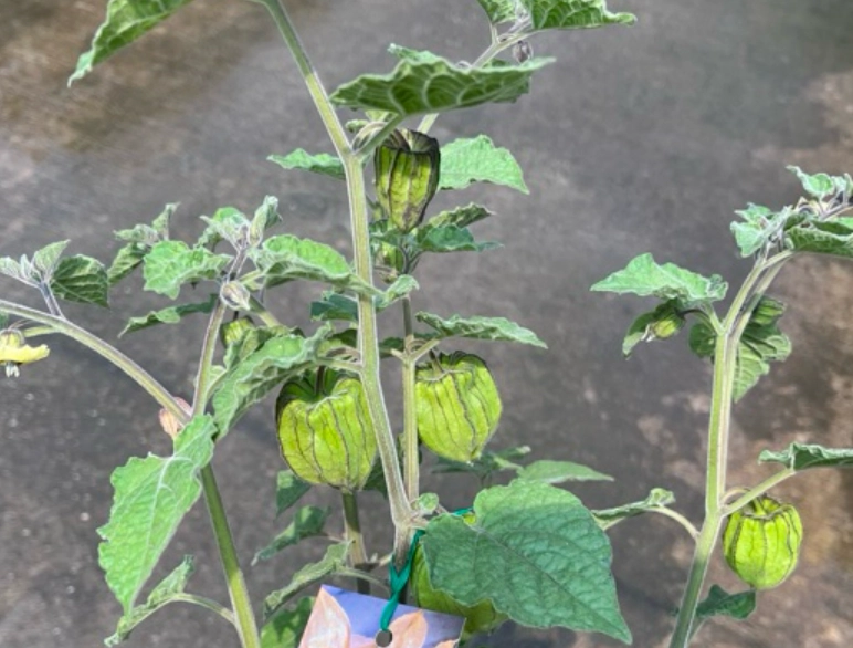 燈籠果栽培技巧