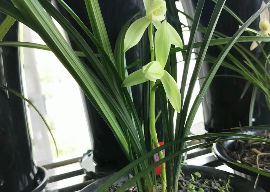 蘭花光照需求 蘭花光照需求