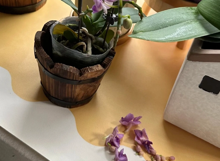 蘭花掉花原因 蘭花掉花原因