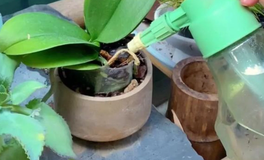 蝴蝶兰浇水注意事项