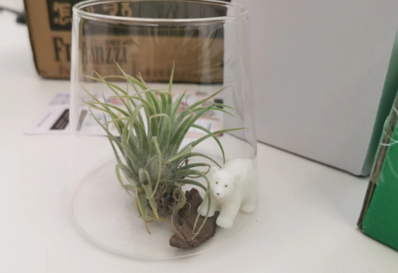 辦公室植物推薦