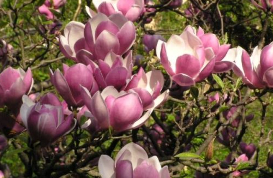 玉蘭花開花時間