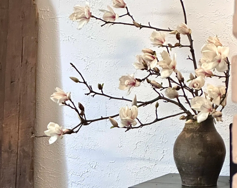 玉蘭花盆栽種植 玉蘭花盆栽種植