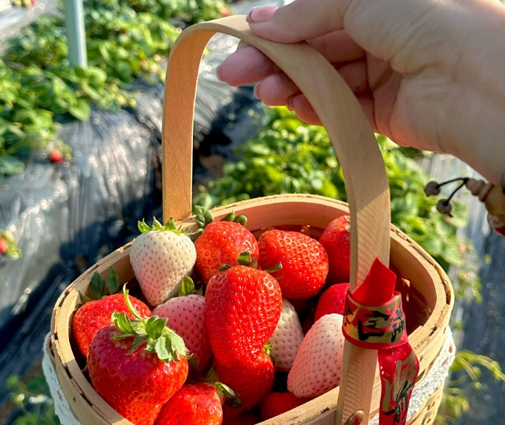 大湖草莓園價格