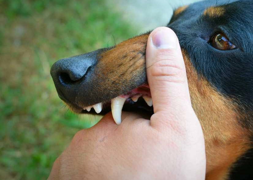 夢境心理學 台灣