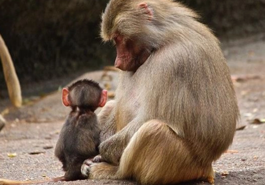 小猴子夢境解析
