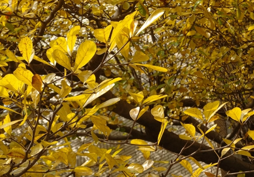 落葉期養護方法