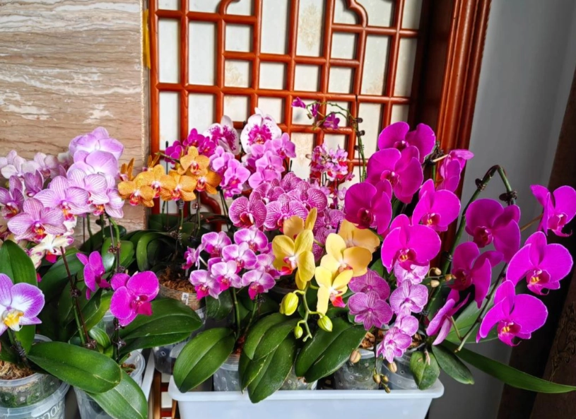 蝴蝶蘭養護技巧