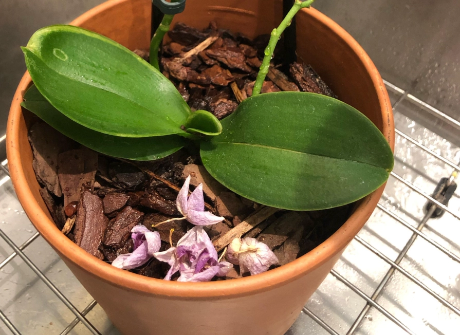 蝴蝶蘭掉花原因