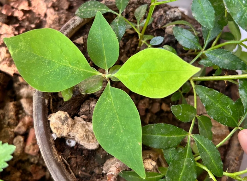 玉蘭花種子如何發芽
