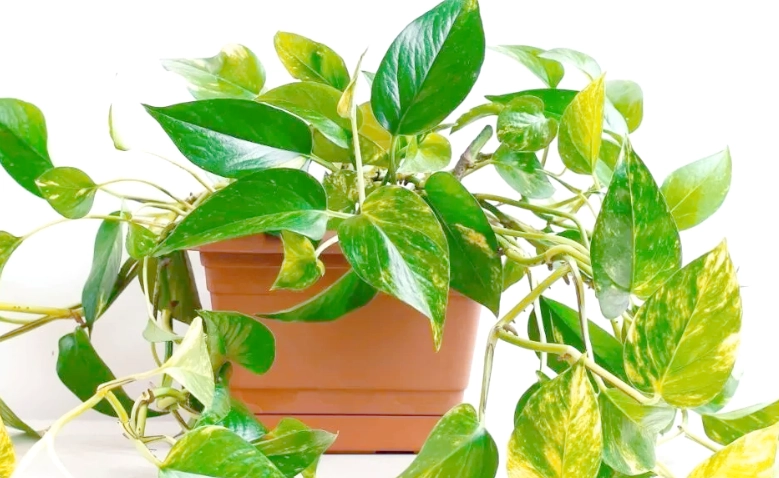 黃金葛葉子有毒嗎