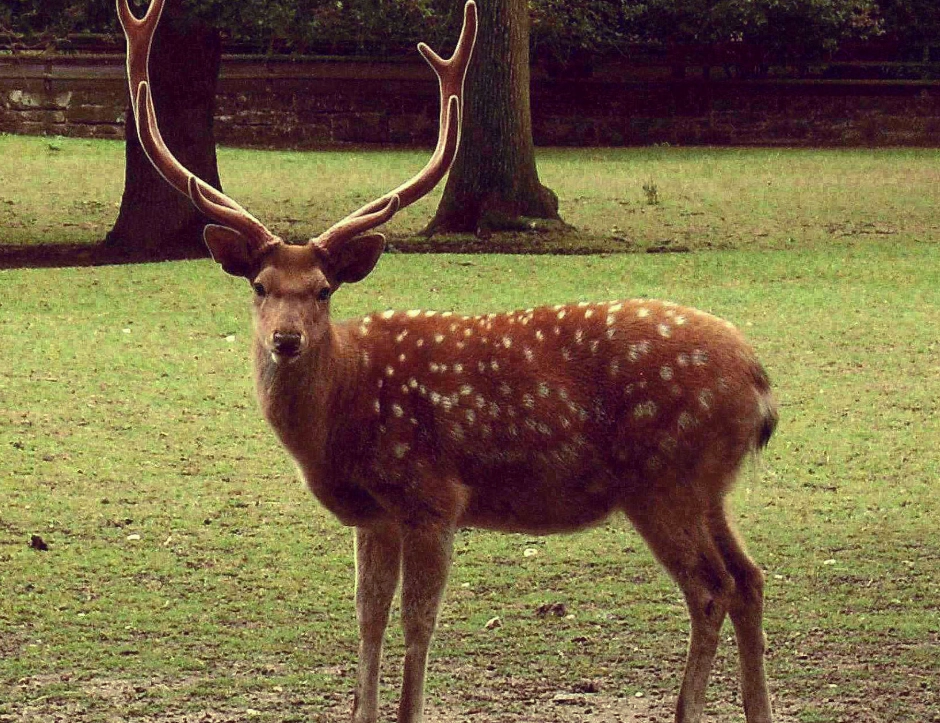 夢見梅花鹿 夢見梅花鹿
