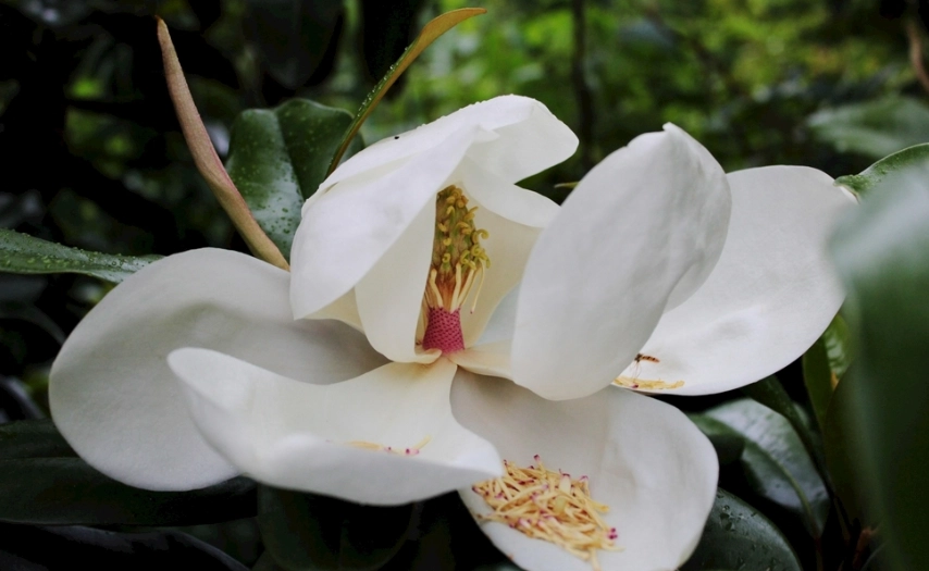 玉蘭花葉子功效