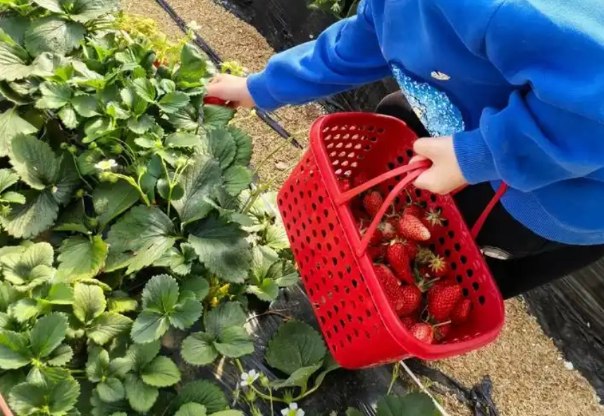 內湖採草莓