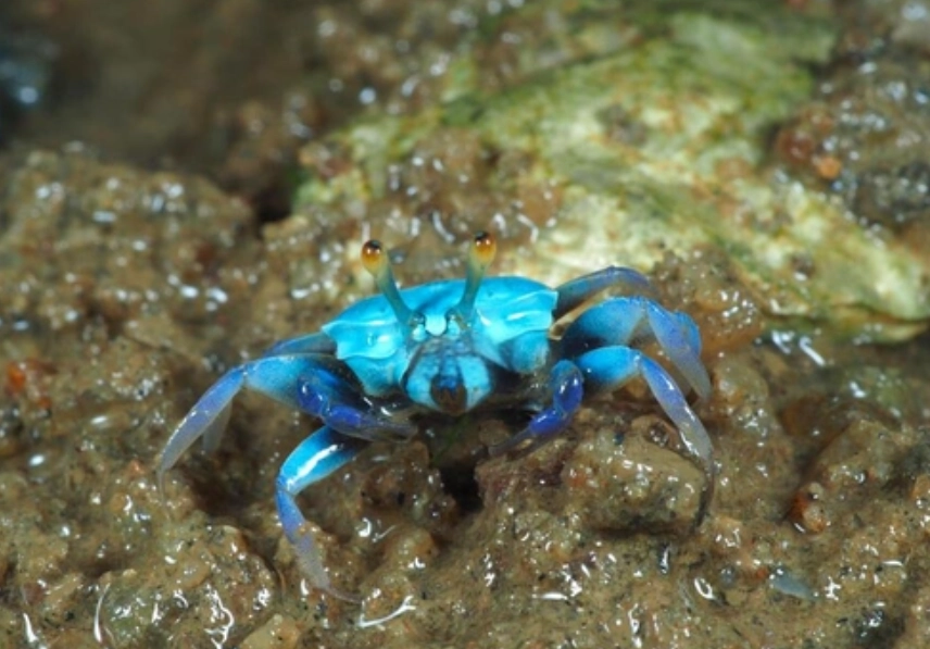 螃蟹藍 是什麼