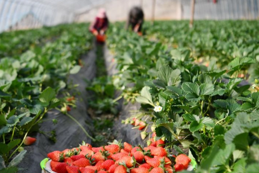 內灣採草莓 推薦 內灣採草莓 推薦