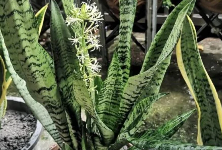 虎尾蘭開花照顧