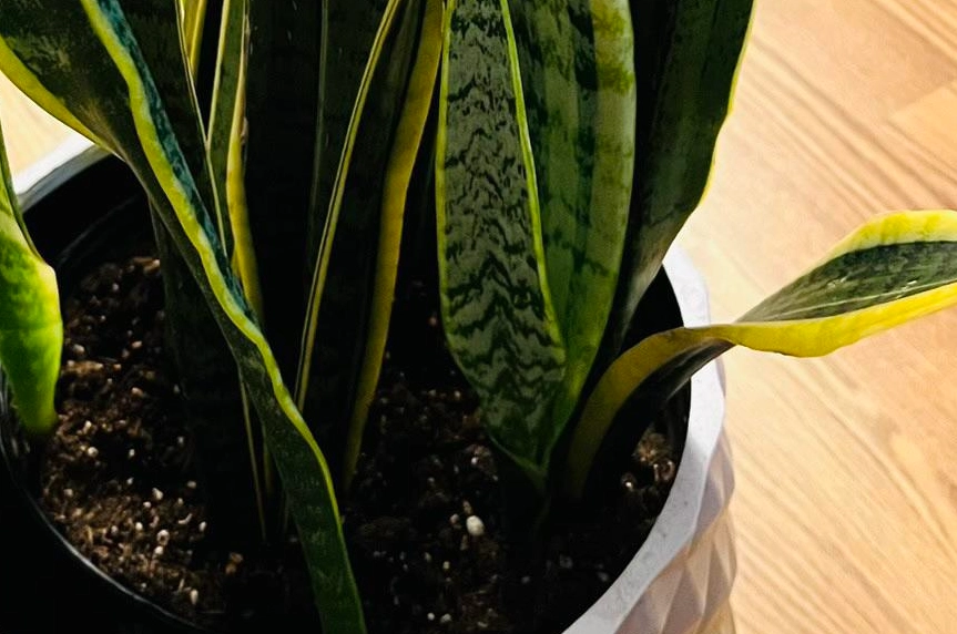 室內植物葉子捲曲