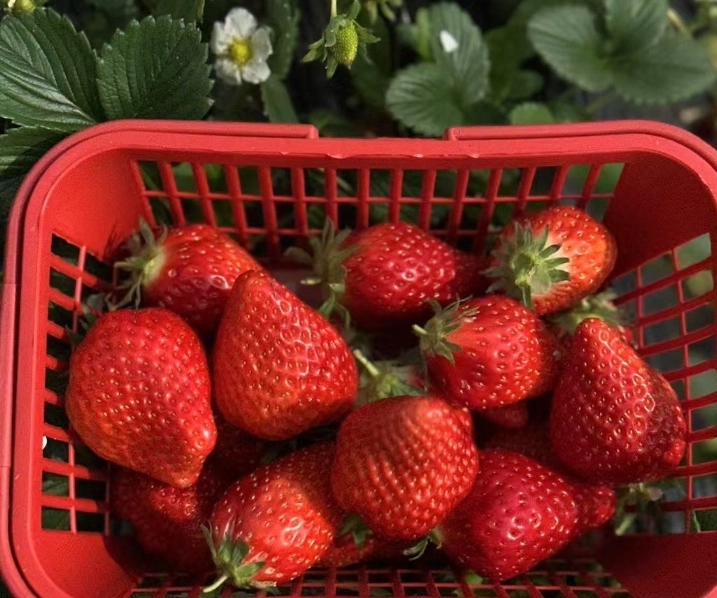 採草莓注意事項