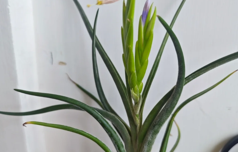 空氣鳳梨開花條件