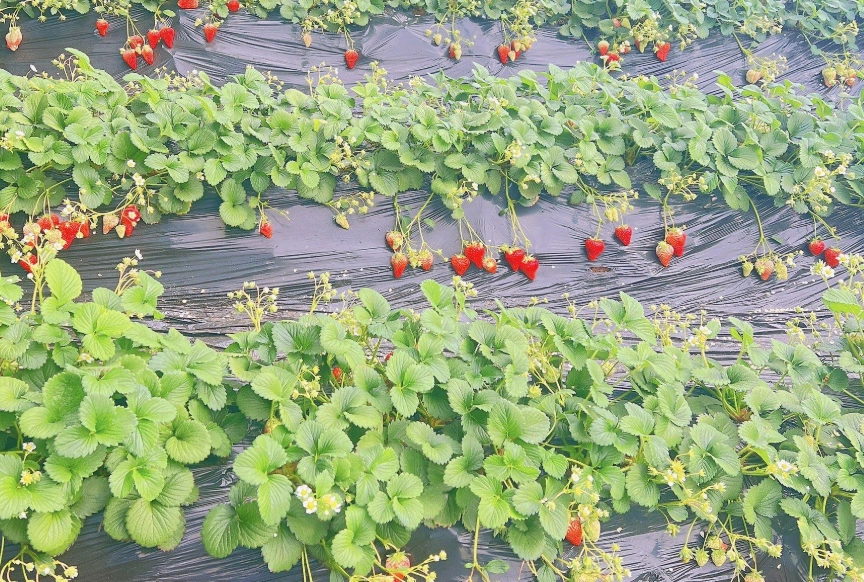 大湖草莓季
