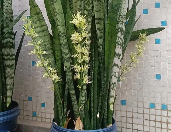 虎尾蘭開花徵兆