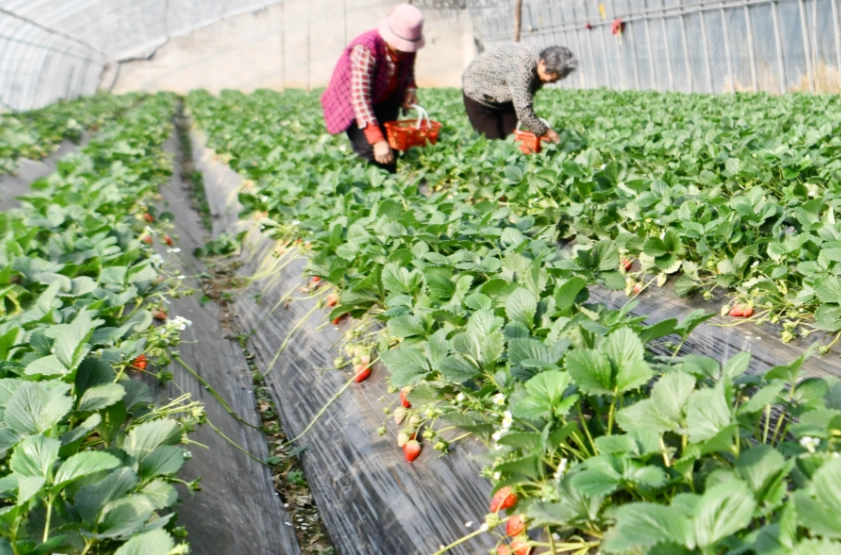 內灣採草莓 交通 內灣採草莓 交通