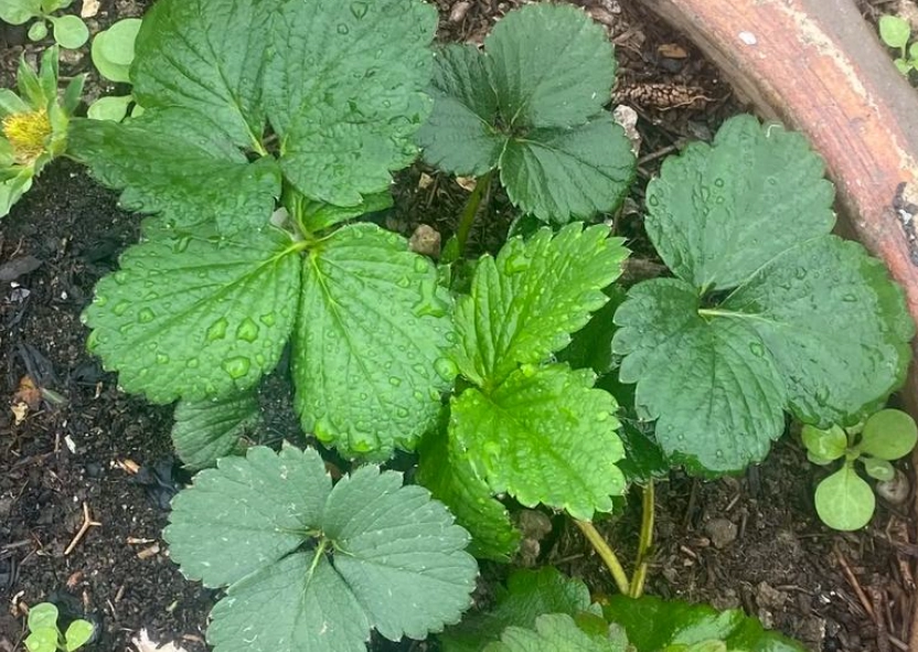 草莓苗種植技巧