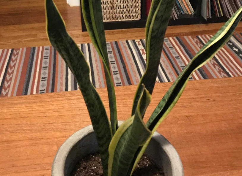 虎尾蘭葉子下垂